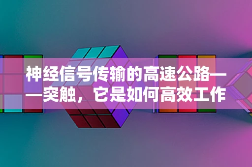 神经信号传输的高速公路——突触，它是如何高效工作的？